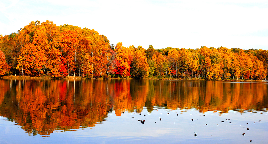 Fall Landscape